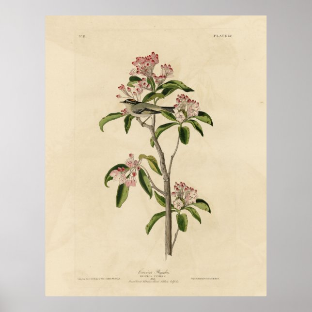 Poster Aves de Audubon do Reino Cuvier (Cuvier's Regulus) (Frente)