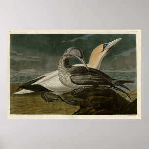 Poster Aves de Audubon (Gannet Norte) da América