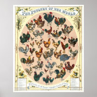 Aves de capoeira 1868
