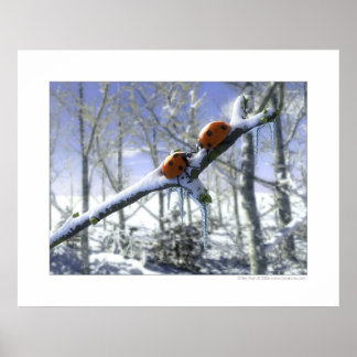 Pôster Aves de capoeira de Natal