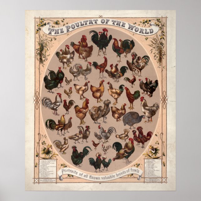 Poster Aves de capoeira do mundo pintado (Frente)