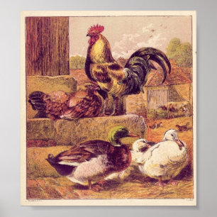 Poster Aves de capoeira Vintage