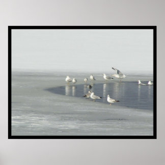 Pôster Aves de inverno