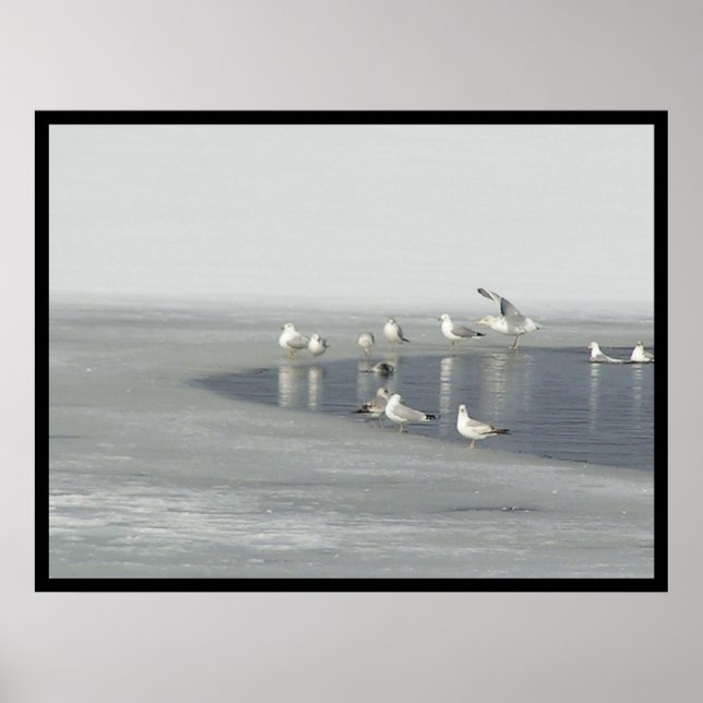 Pôster Aves de inverno (Frente)