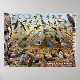 Poster Aves de Montana