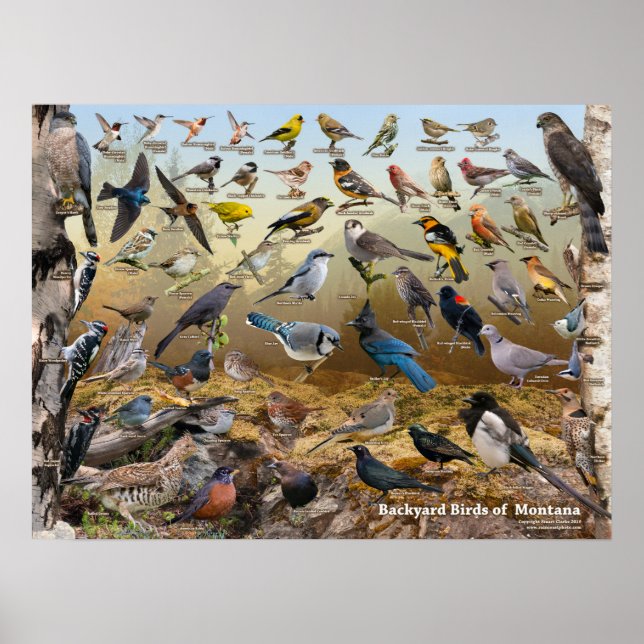 Poster Aves de Montana (Frente)