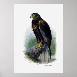 Poster Aves De Pera ~ Marsh Harrier