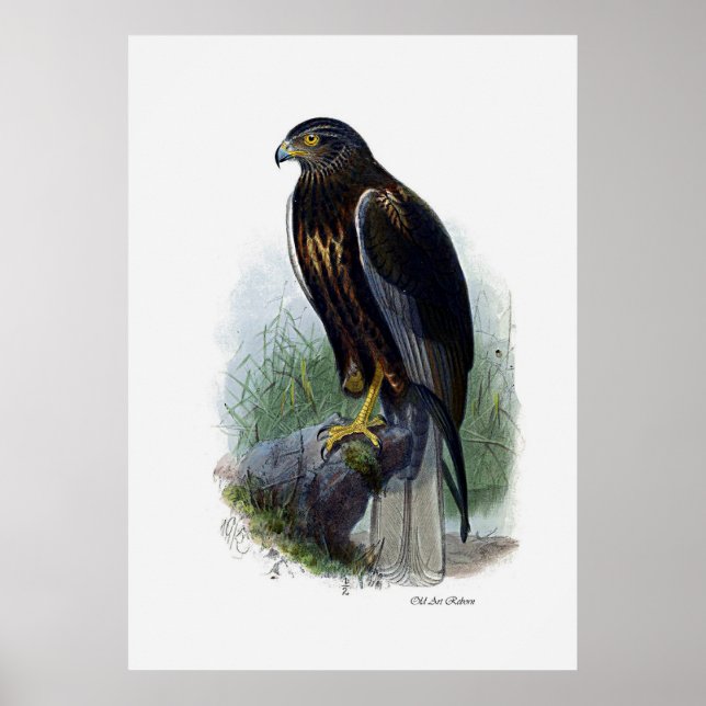 Poster Aves De Pera ~ Marsh Harrier (Frente)