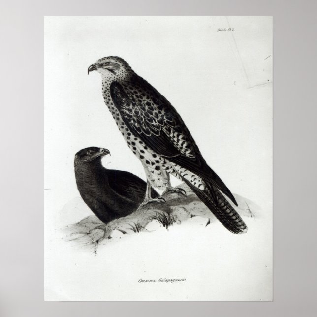 Poster Aves de presa (Frente)