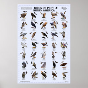 Poster Aves de presa - América do Norte