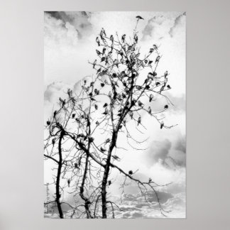 Poster Aves de uma pena