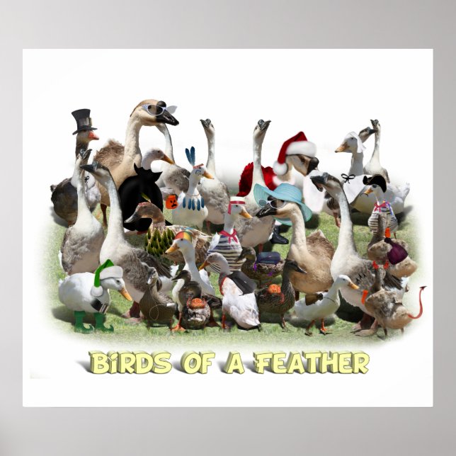 Pôster Aves de uma pena (Frente)