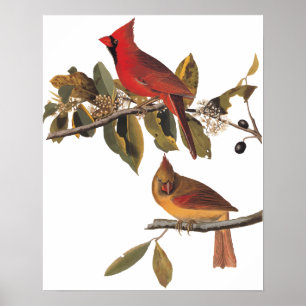 Pôster Aves do Cardeal Grosbeak em Árvore de Amêndoa Se