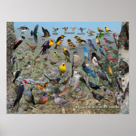 Poster Aves do Estaleiro do Interior do BC