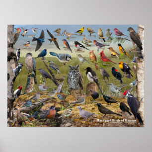 Poster Aves do Kansas