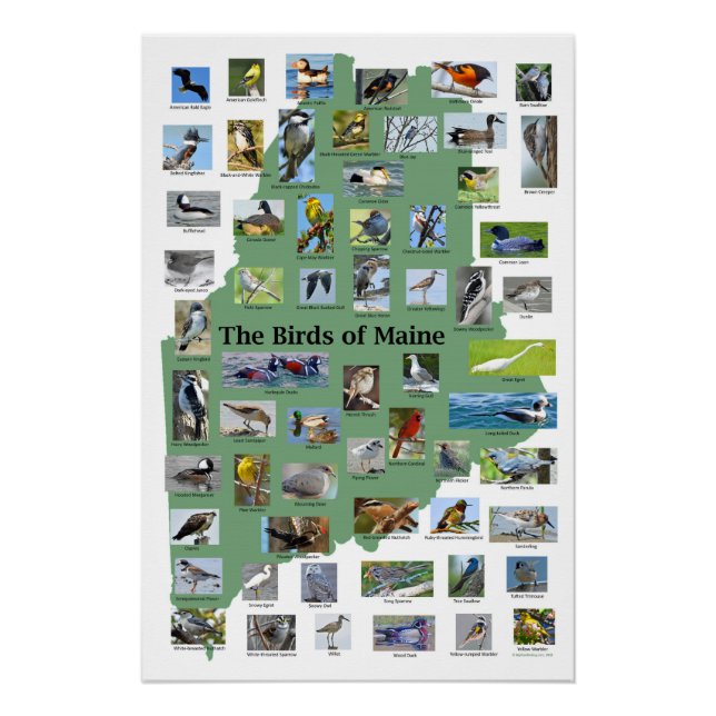 Pôster Aves do Maine Poster (Frente)