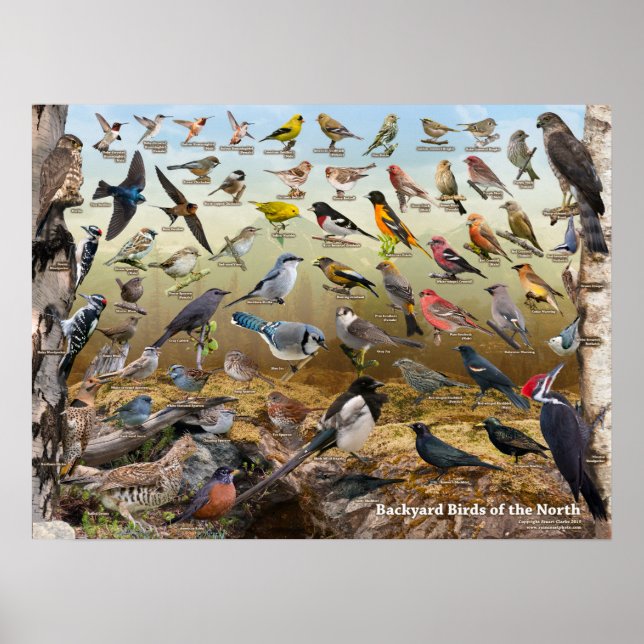 Poster Aves do Norte (Frente)