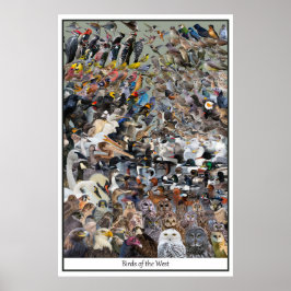 Poster Aves do Ocidente