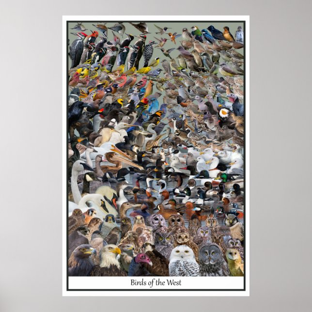 Poster Aves do Ocidente (Frente)