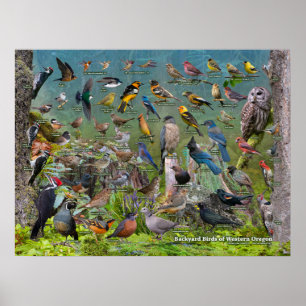 Poster Aves do Oeste do Oregon