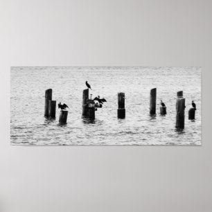 Poster Aves do Porto de Boston