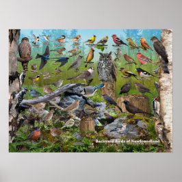 Poster Aves do quintal da Terra Nova