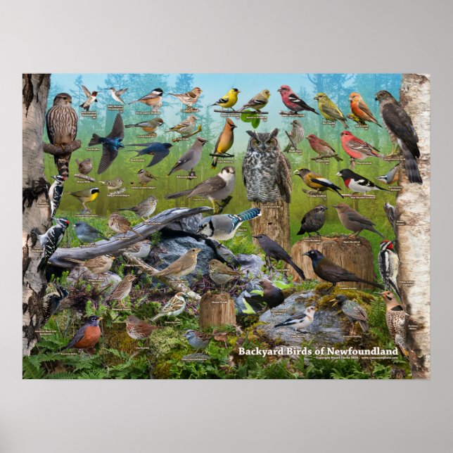 Poster Aves do quintal da Terra Nova (Frente)