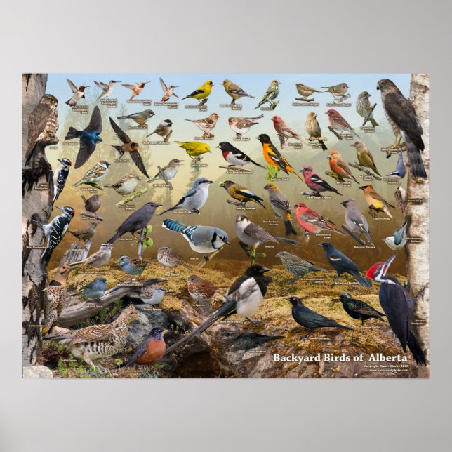 Poster Aves do quintal de Alberta (Frente)