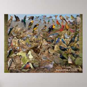 Poster Aves do quintal de Arizona