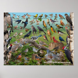 Poster Aves do quintal de Connecticut
