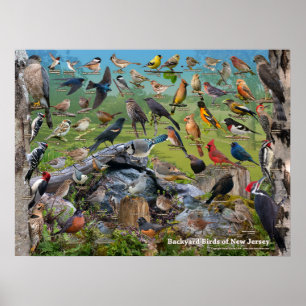 Poster Aves do quintal de Nova Jersey
