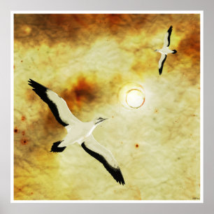 Pôster Aves do Sol