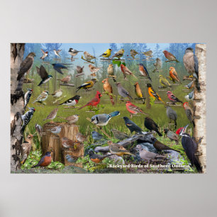 Poster Aves do Sul do Onario