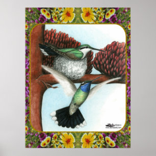 Poster Aves e Flores Hummingbird 3