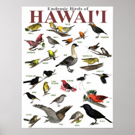 Pôster Aves endêmicas do Hawai'i