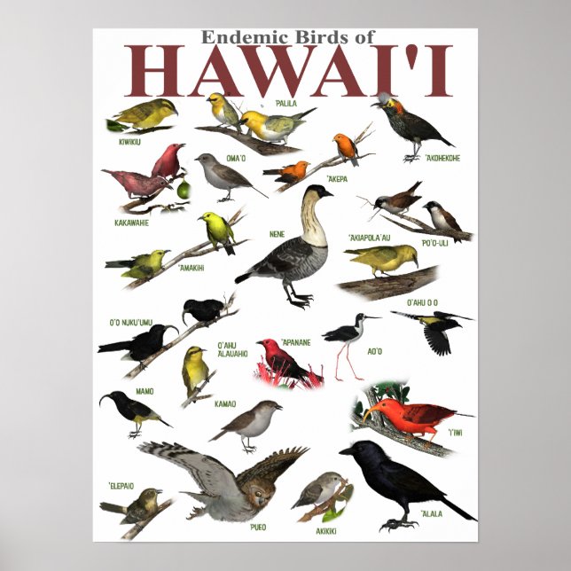 Pôster Aves endêmicas do Hawai'i (Frente)