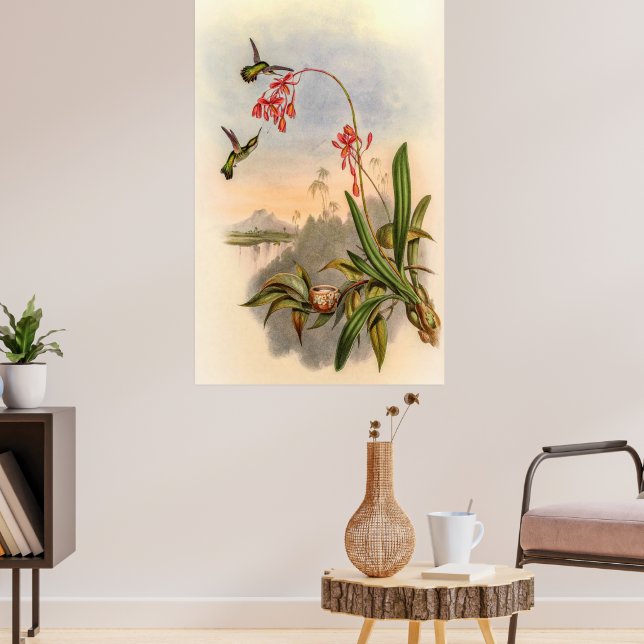 Poster Aves-humanos por John Gould (Sala de Estar 3)