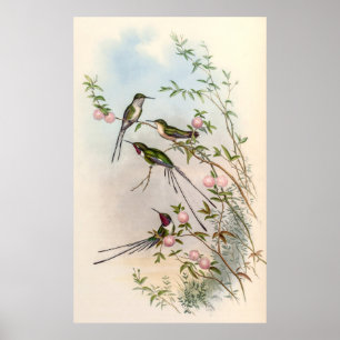 Poster Aves-humanos por John Gould
