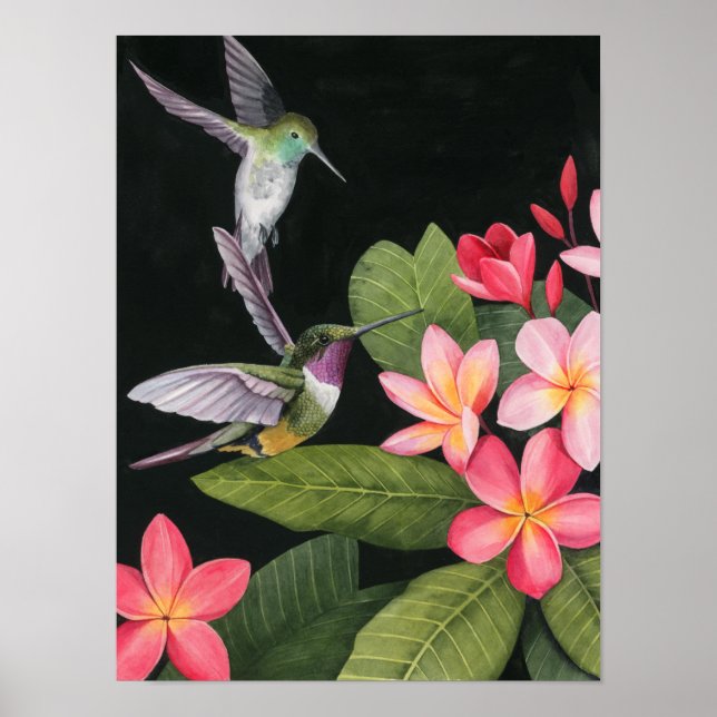 Poster Aves Hummingaves Na Plumeria (Frente)