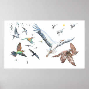 Poster Aves migratórias que rastreiam os seus voos Ilustr
