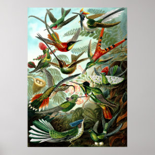 Poster Aves-múmias por Ernst Haeckel