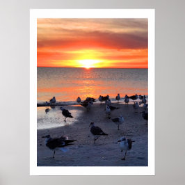 Poster Aves Na Curta