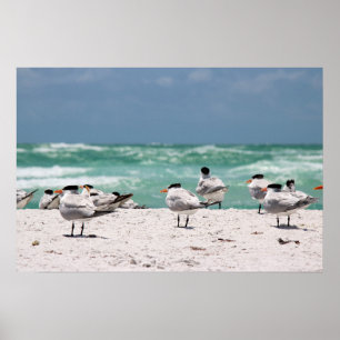 Poster Aves na Praia