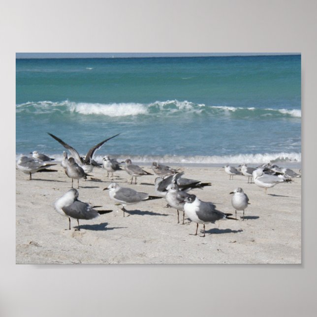 Poster Aves na praia (Frente)