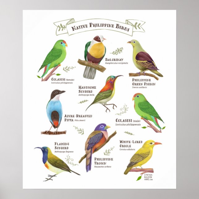 Poster Aves nativas nas Filipinas (Frente)