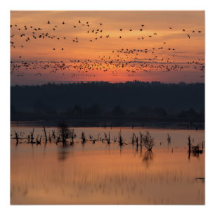 Pôster Aves no nascer do sol