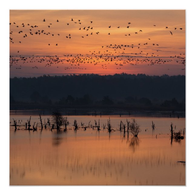 Pôster Aves no nascer do sol (Frente)
