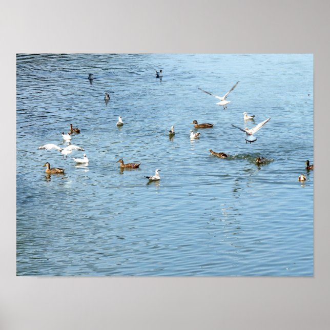 Pôster Aves No Rio De Verão (Frente)