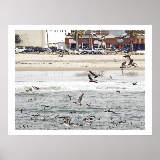 Poster Aves Pelicanas Animais Selvagens (Frente)