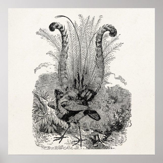 Poster Aves Personalizadas Vintage - Aves Lyrebird (Frente)